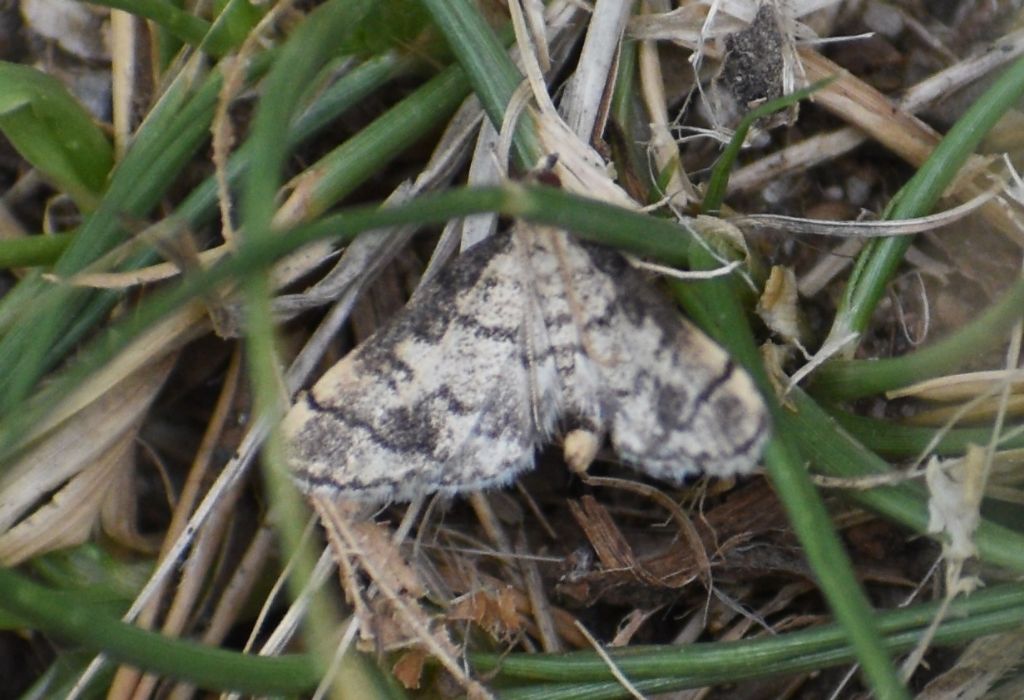 falena da id.